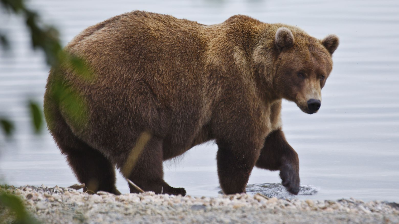 Palle AccuBond Long Range Calibro 264" Da 129gr Tipo LR Confezione Da 100 Pezzi Nosler