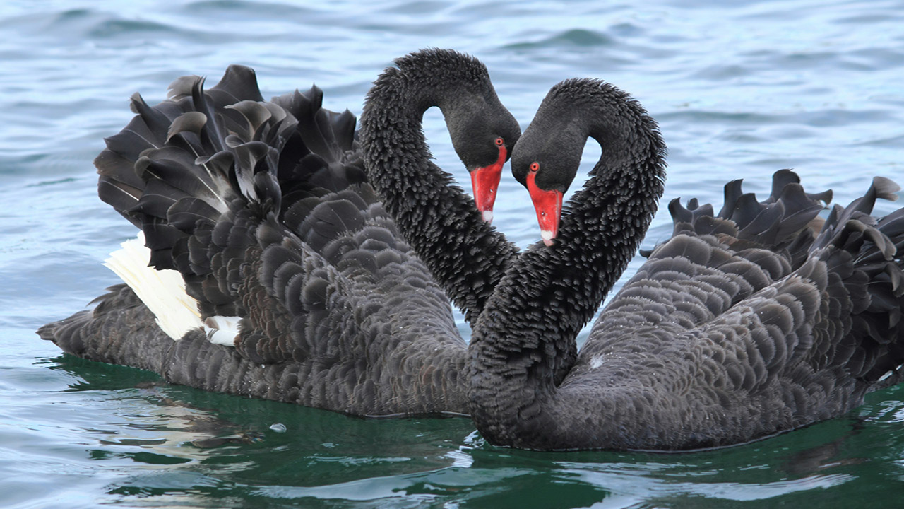 Two black swans with curved necks touching, forming a heart shape on the water surface.