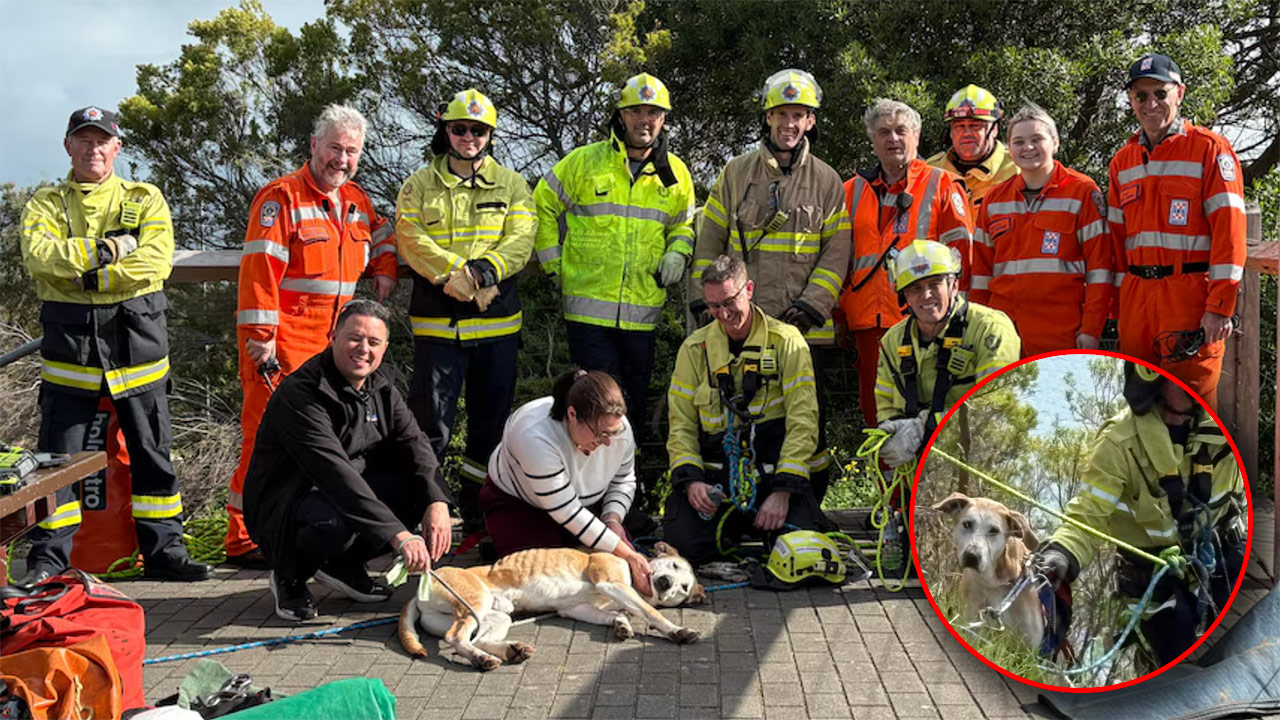 Group of emergency responders in high‑visibility gear posing outdoors with a dog lying on the ground