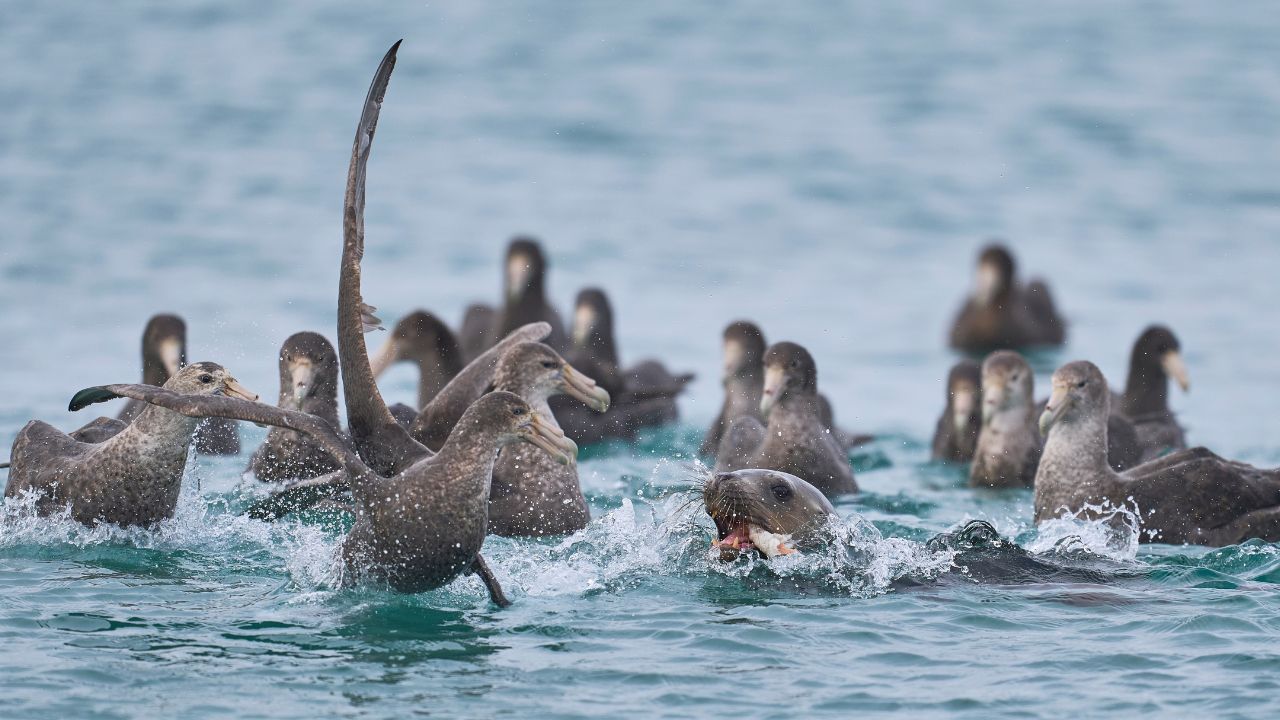 Group of sea lions in turquoise water, some surfacing and splashing as others watch nearby, with one in foreground biting a fish.