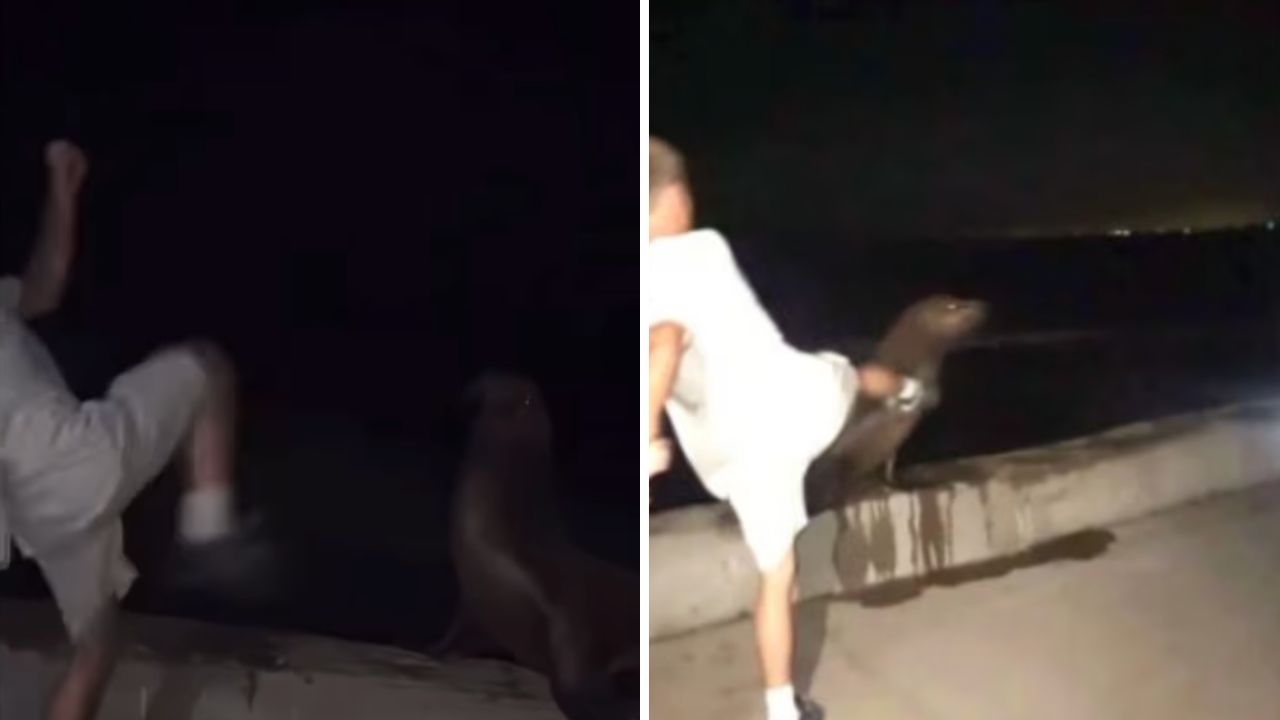 Night scene on a seawall: a person raises a leg toward a seal resting on the edge (two frames).