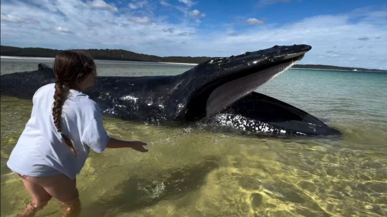 Person in a white shirt wading in shallow water beside a large black whale with an open mouth near the shore.