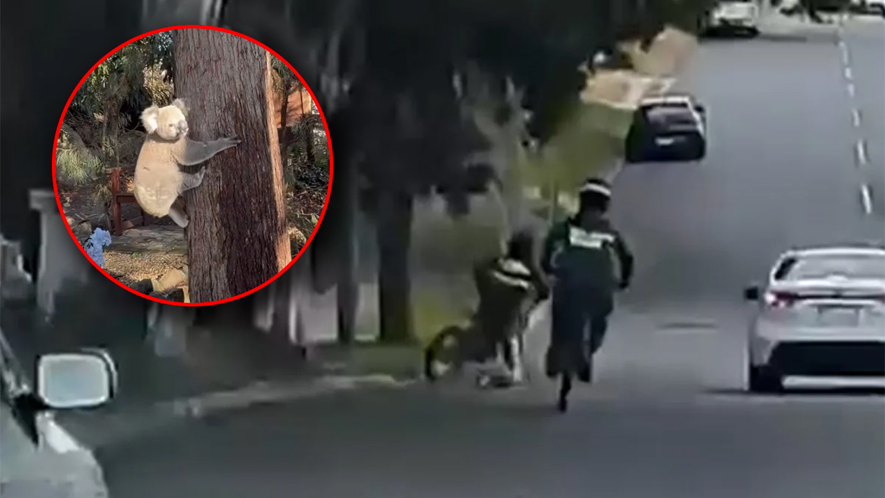 Low‑res street scene of a pursuit: two figures in dark uniforms chase a person along a residential road; inset shows a koala clinging to a tree.