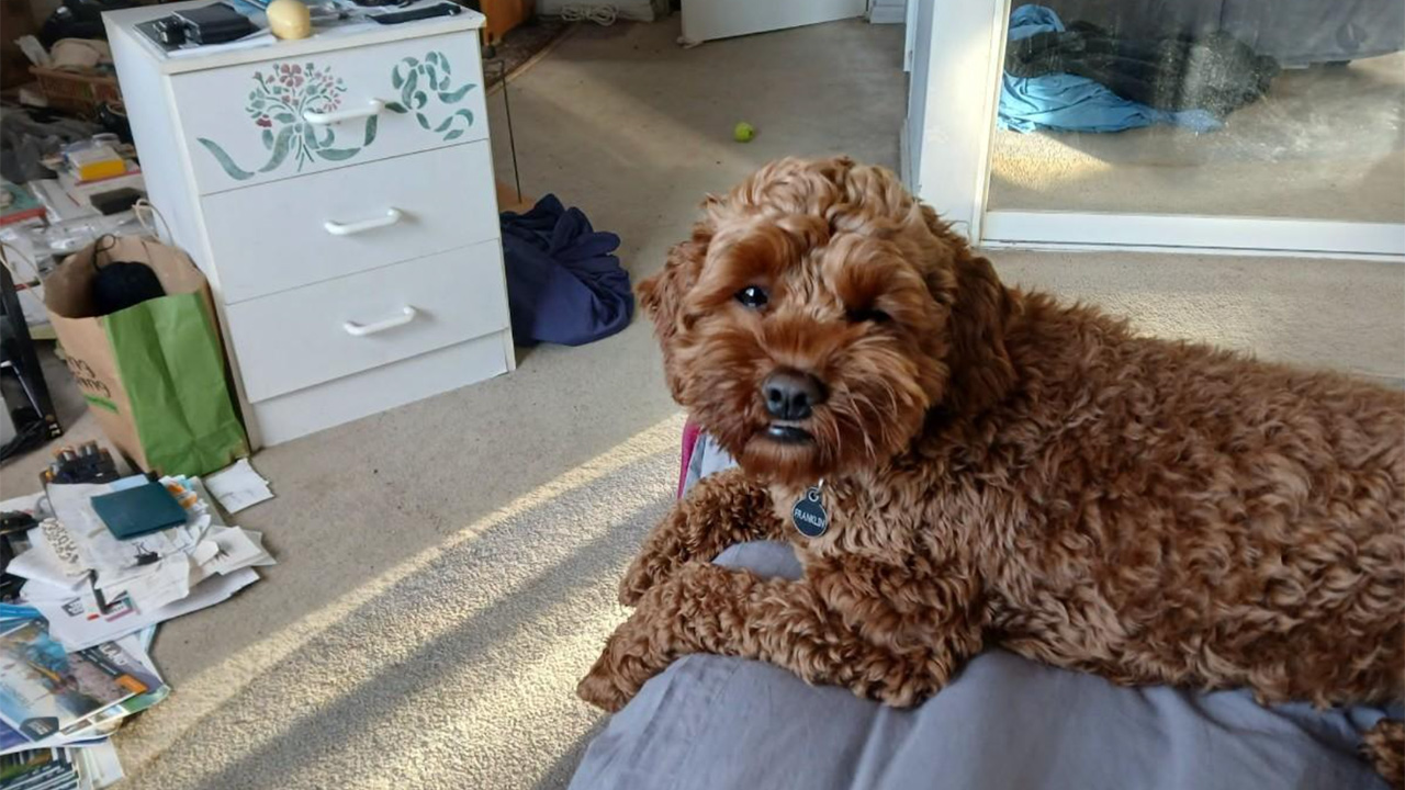 Fluffy brown dog with a collar lounging on a blue blanket in a cluttered living room with a dresser and scattered papers amid sunlight.