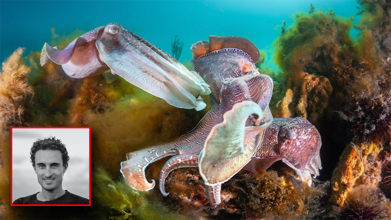 Two octopuses swimming among coral in clear blue water; inset: portrait of a smiling man with dark hair.